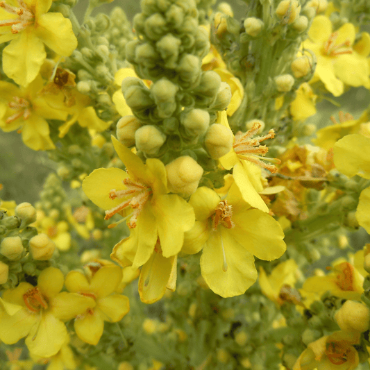 Verbascum thaspus (Mullein) Tincture - DrClareApothecary