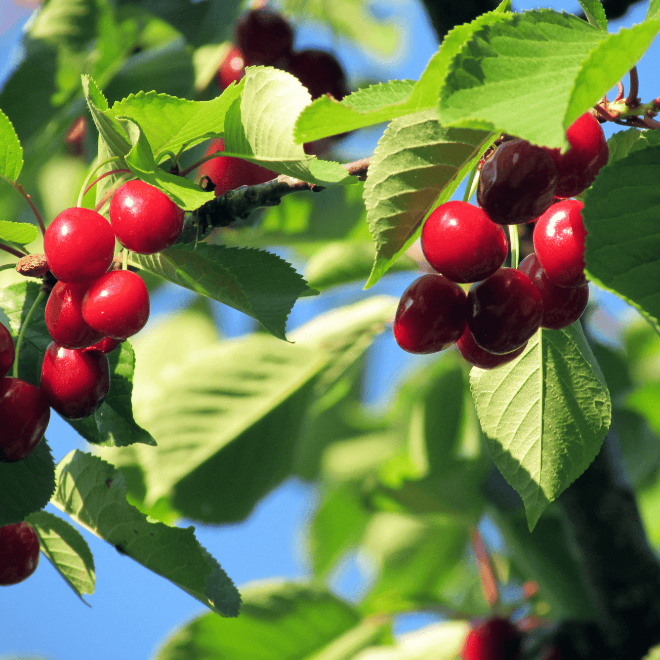 Prunus (Winter cherry)  Syrup - DrClareApothecary