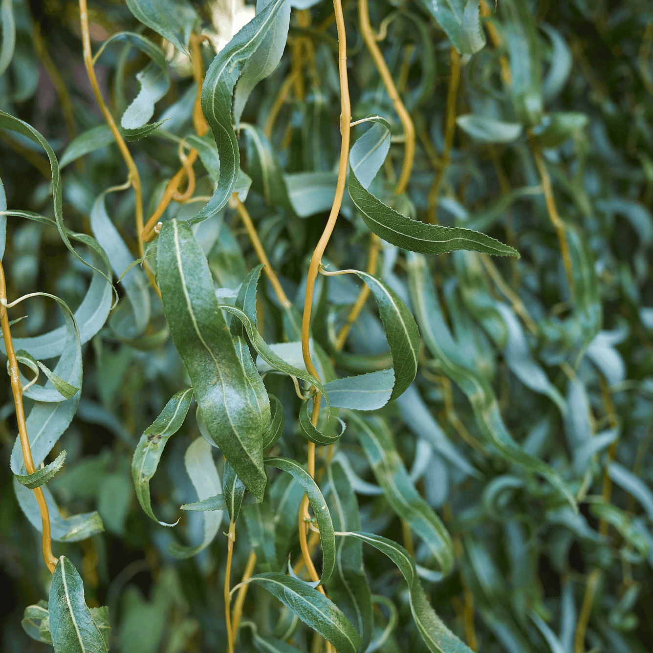 Salix alba (White willow) Tincture - DrClareApothecary