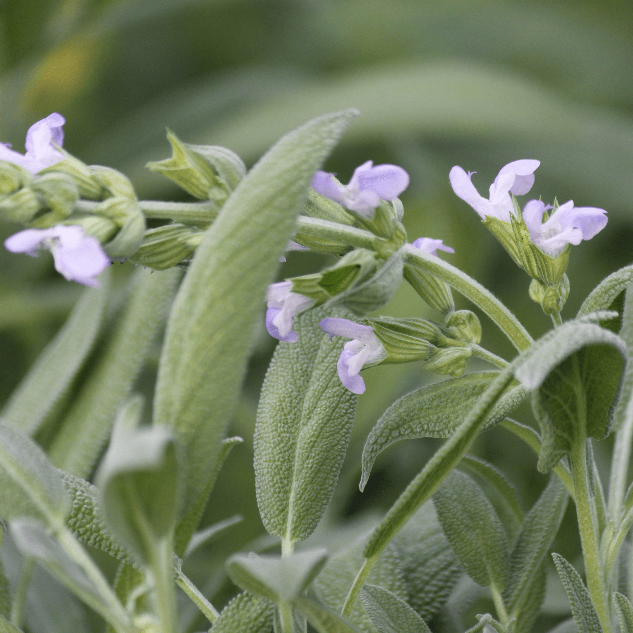 Salvia off. (Sage) Tincture - DrClareApothecary