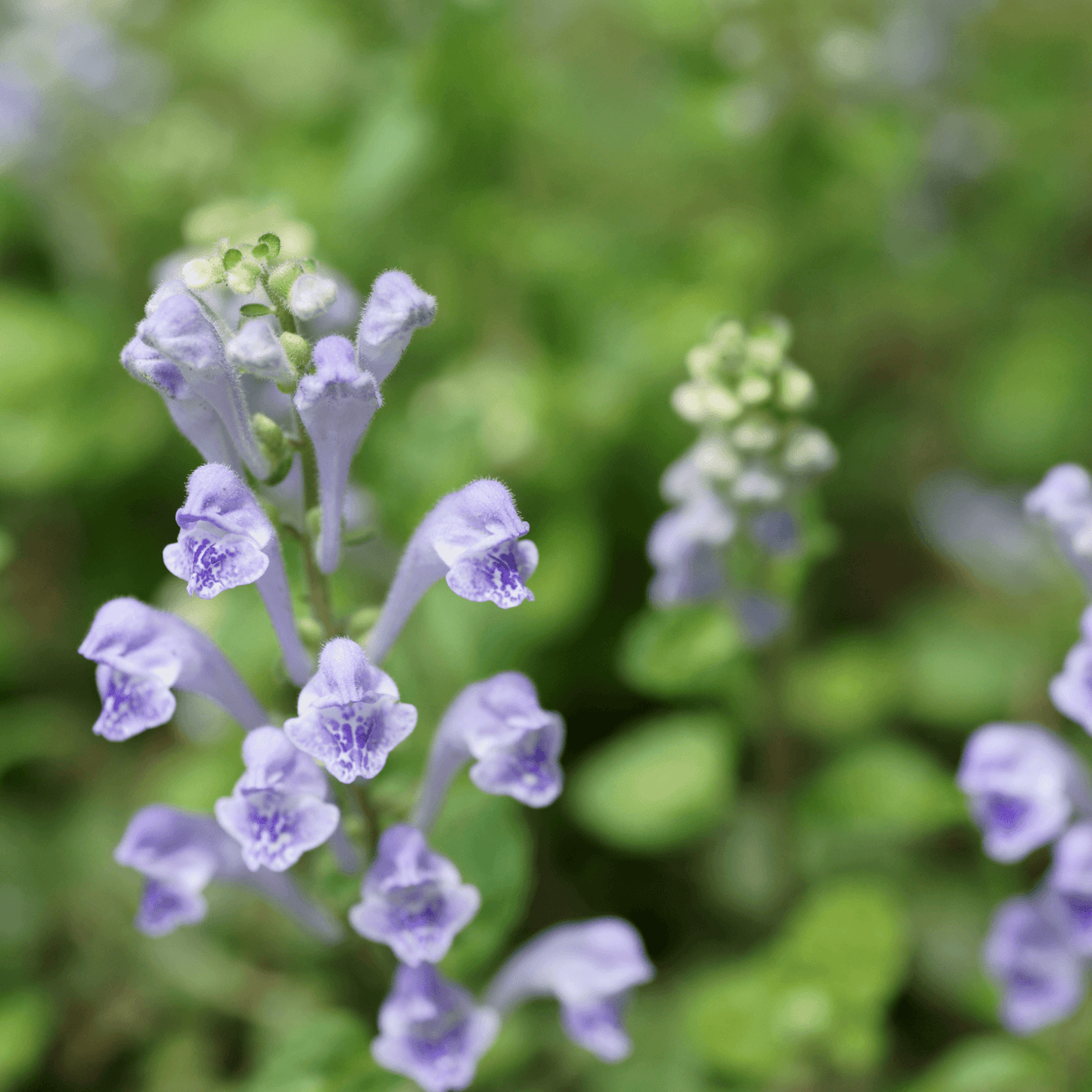 Scutellaria lateriflora (Blue Skullcap) Tincture - DrClareApothecary