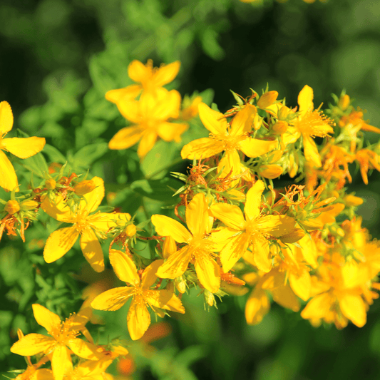 Hypericum perfoliatum (St John's Wort) Fixed Oil - DrClareApothecary