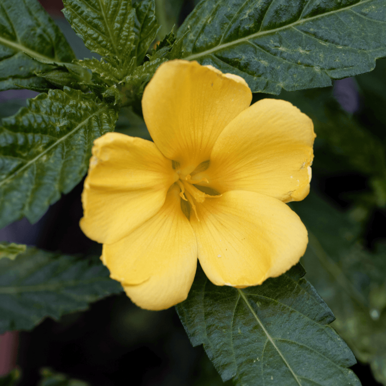 Turnera diffusa (Damiana) Tincture - DrClareApothecary