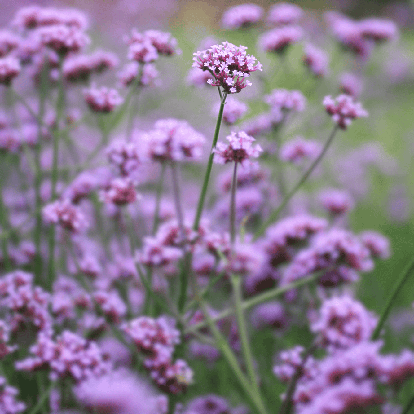 Verbena off. (Vervain) Tincture - DrClareApothecary