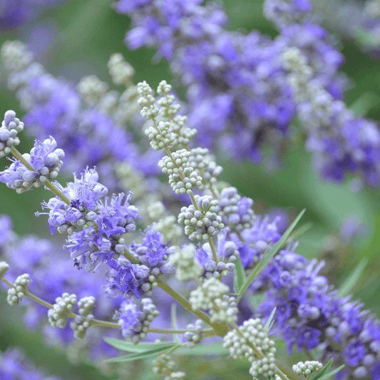 Vitex Agnus Cactus Tincture - DrClareApothecary