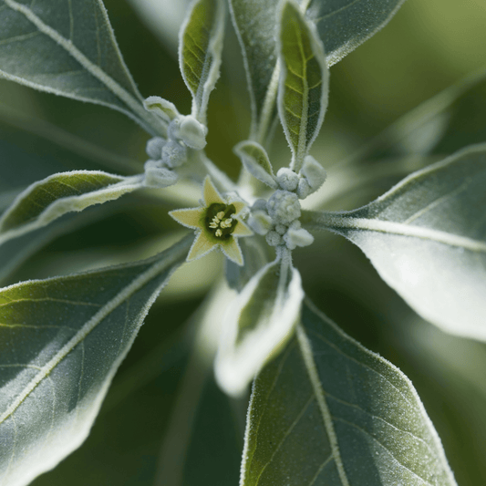 Withania somnifera (Ashwagandha) Tincture - DrClareApothecary