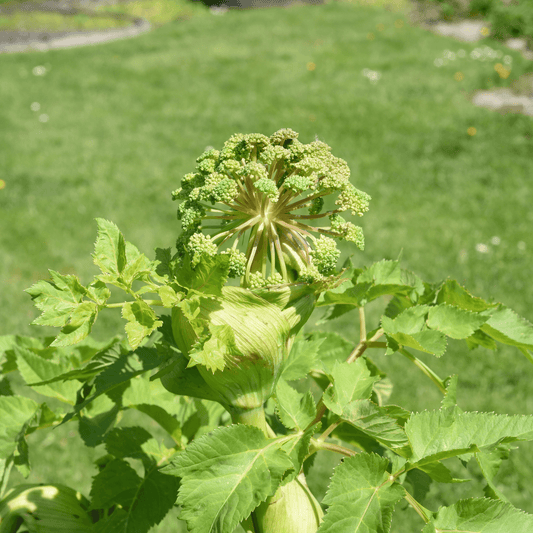 Angelica Root - Angelica archangelica 100g - DrClareApothecary