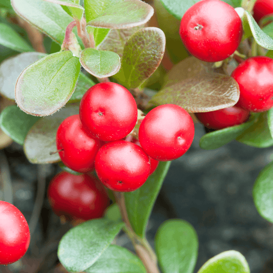Bearberry Leaf - Arctostaphylos uva ursi. 100g - DrClareApothecary