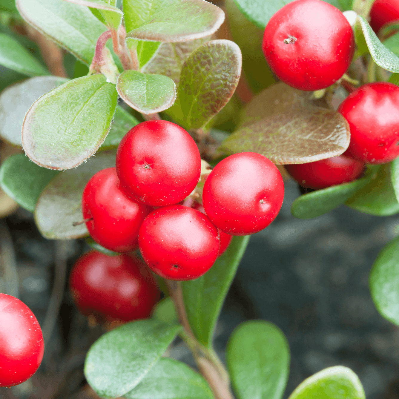 Bearberry Leaf - Arctostaphylos uva ursi. 100g - DrClareApothecary
