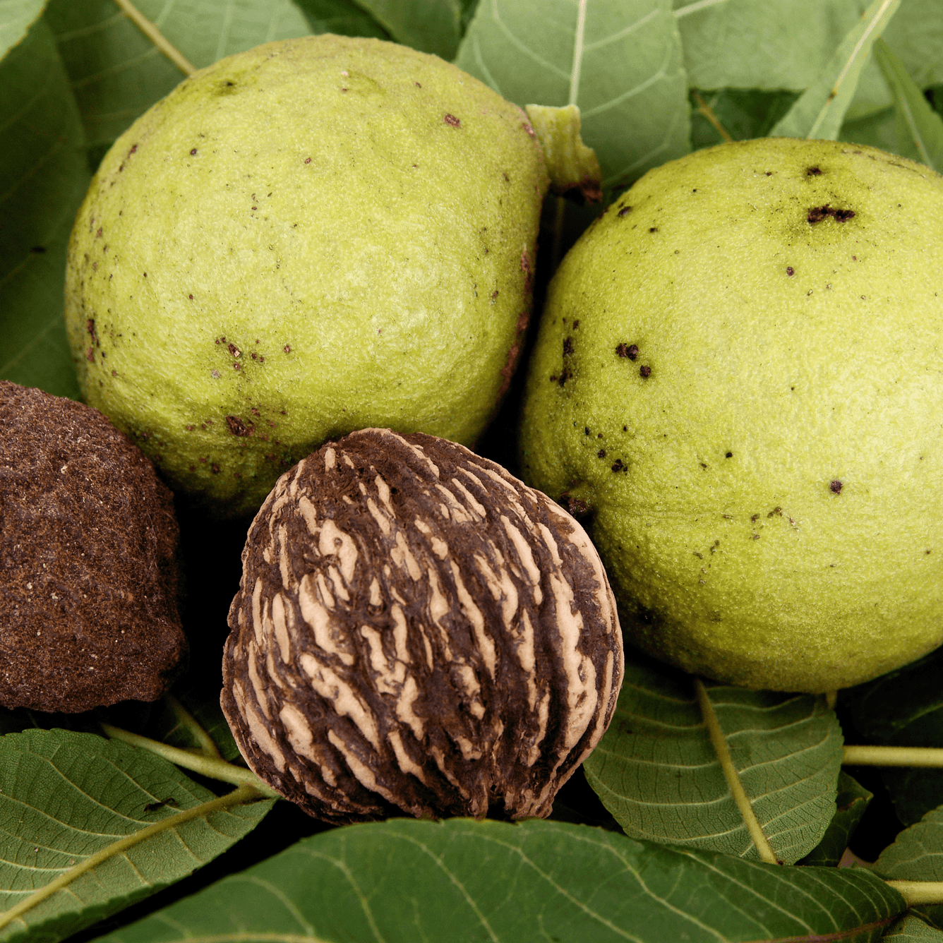 Juglans nigra (Black walnut) Tincture, , Tincture, juglans-nigra-black-walnut-tincture, [