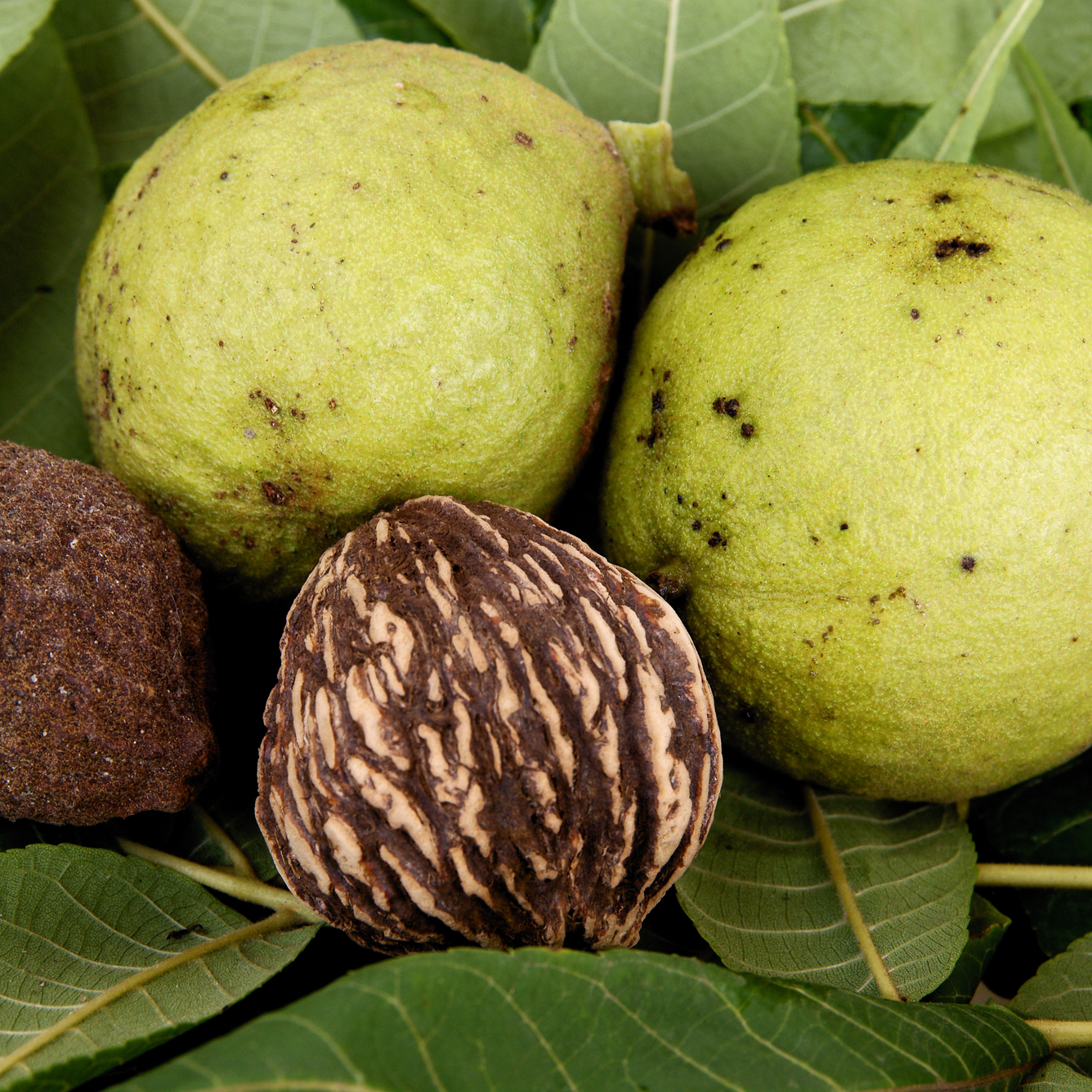 Juglans nigra (Black walnut) Tincture