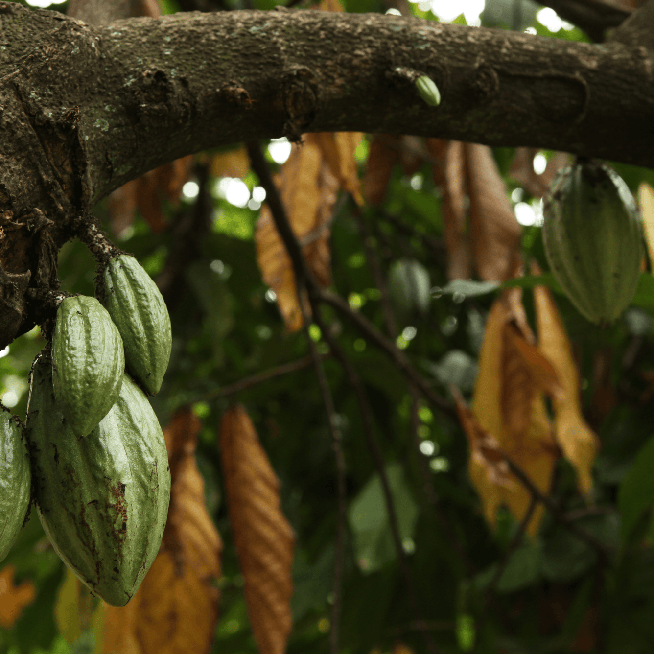 Theobroma cacao (Cocoa) Tincture - DrClareApothecary