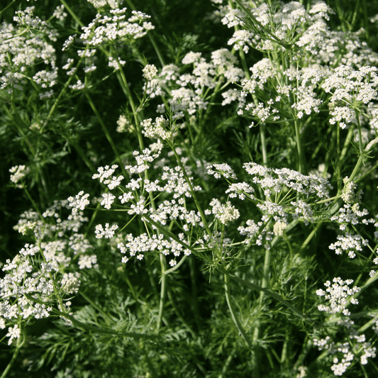 Caraway - Carum carvi  100g - DrClareApothecary