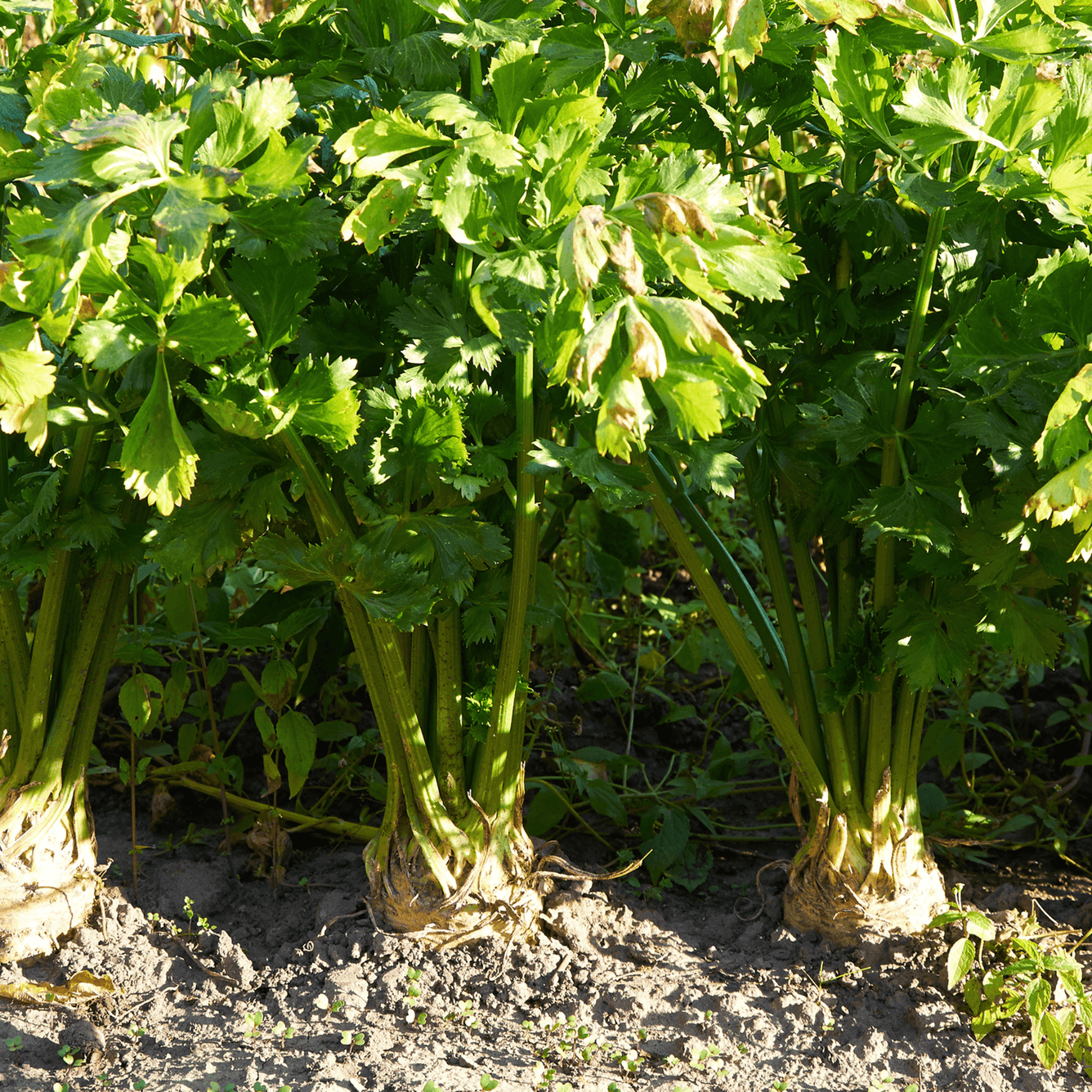 Celery Seed - Apium graveolens  100g - DrClareApothecary