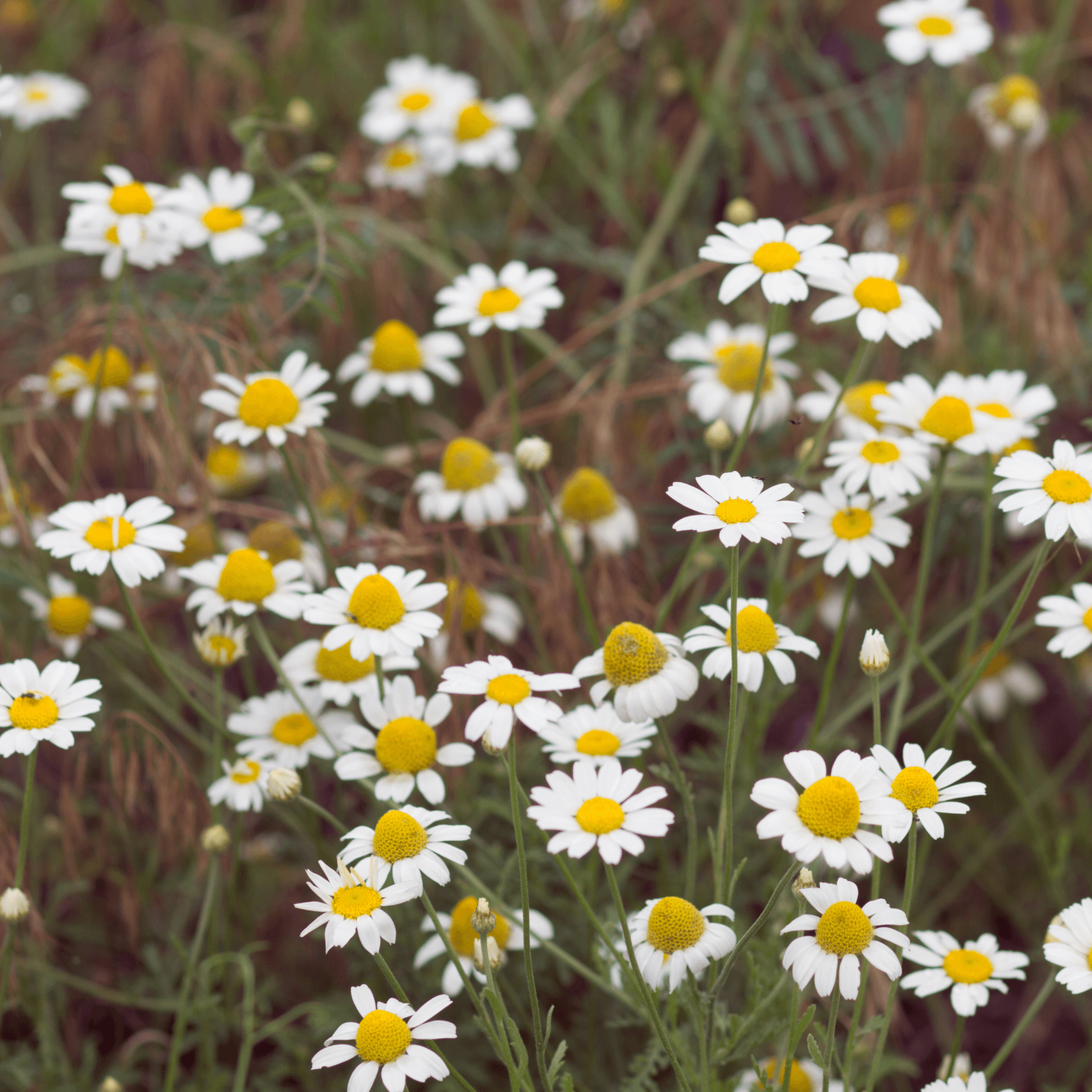 Chamomile - Chamomilla recutita  100g - DrClareApothecary