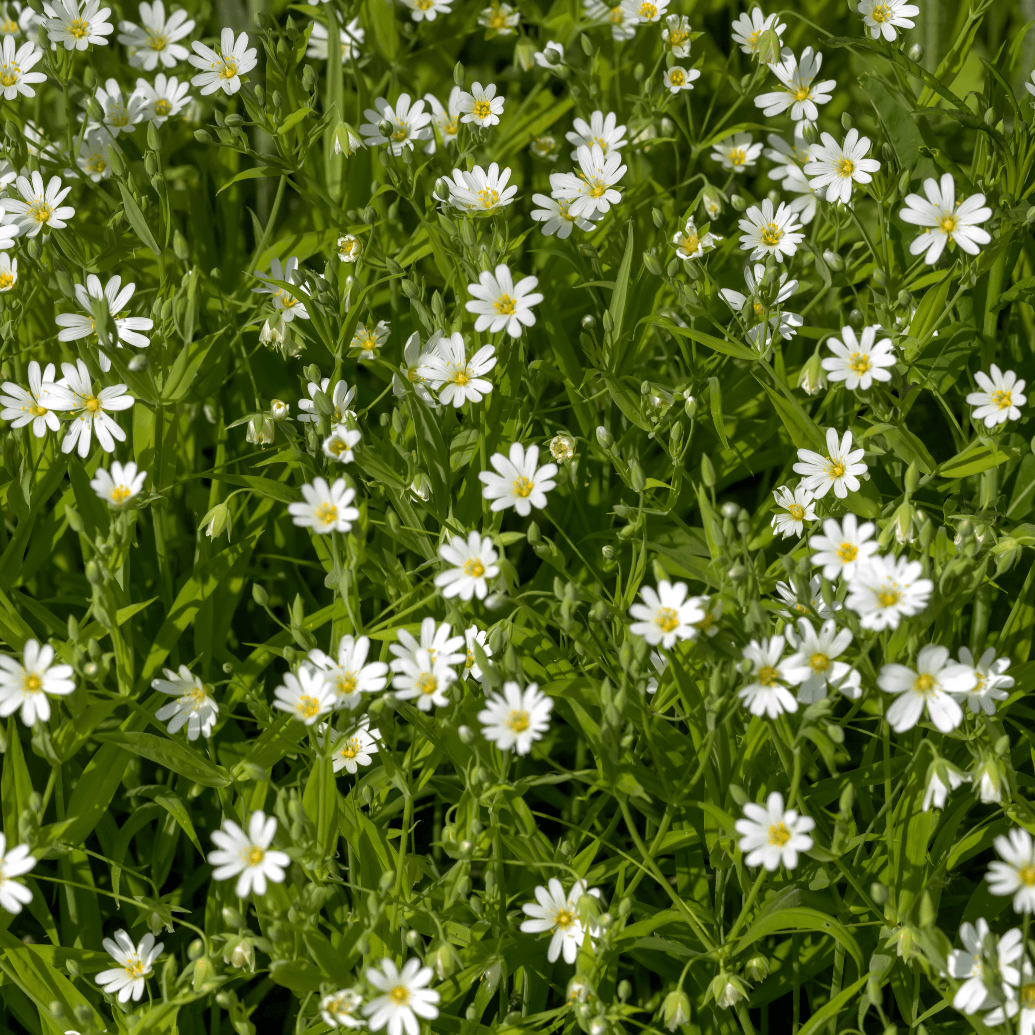 Chickweed - Stellaria media  100g dried herb - DrClareApothecary