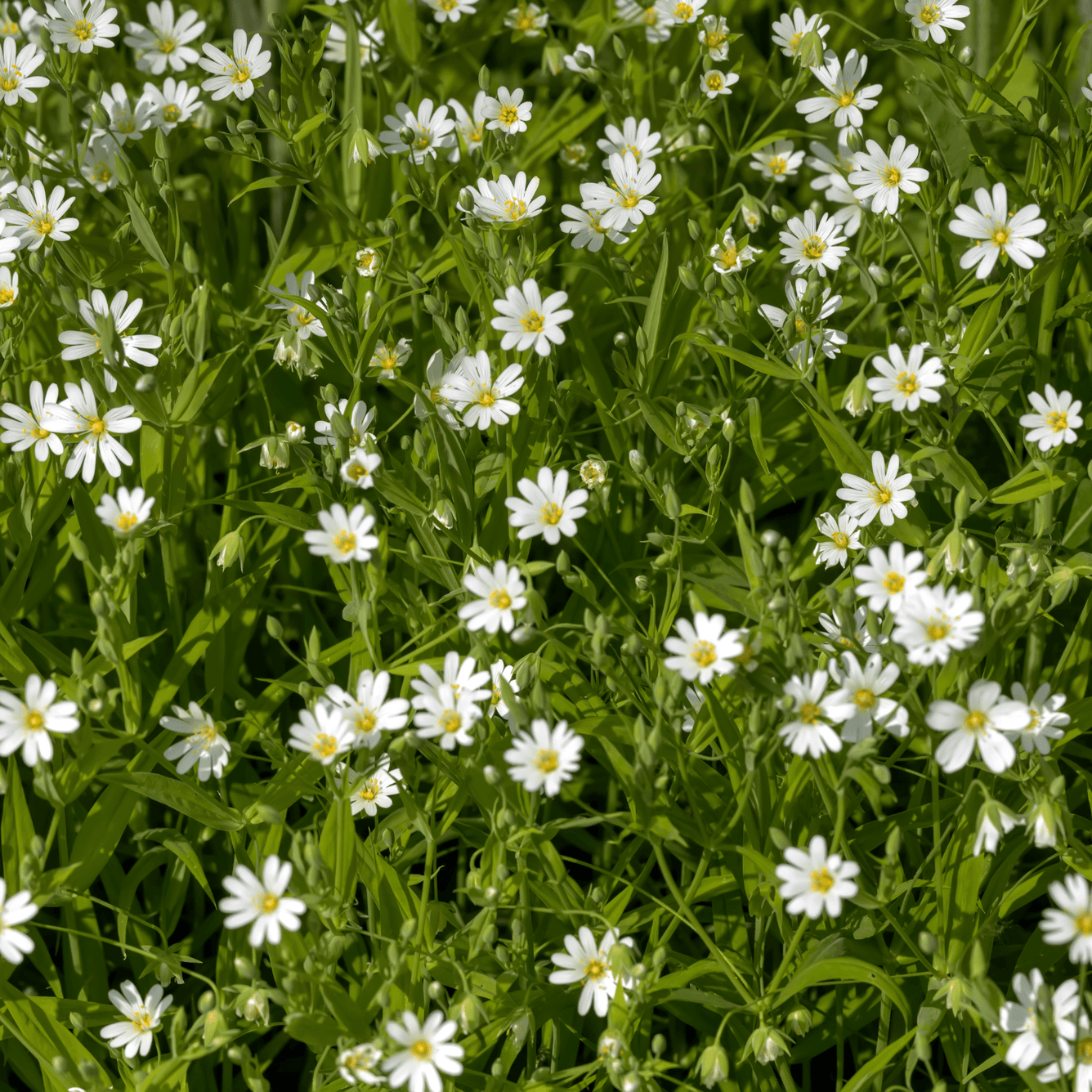 Chickweed - Stellaria media  100g dried herb - DrClareApothecary