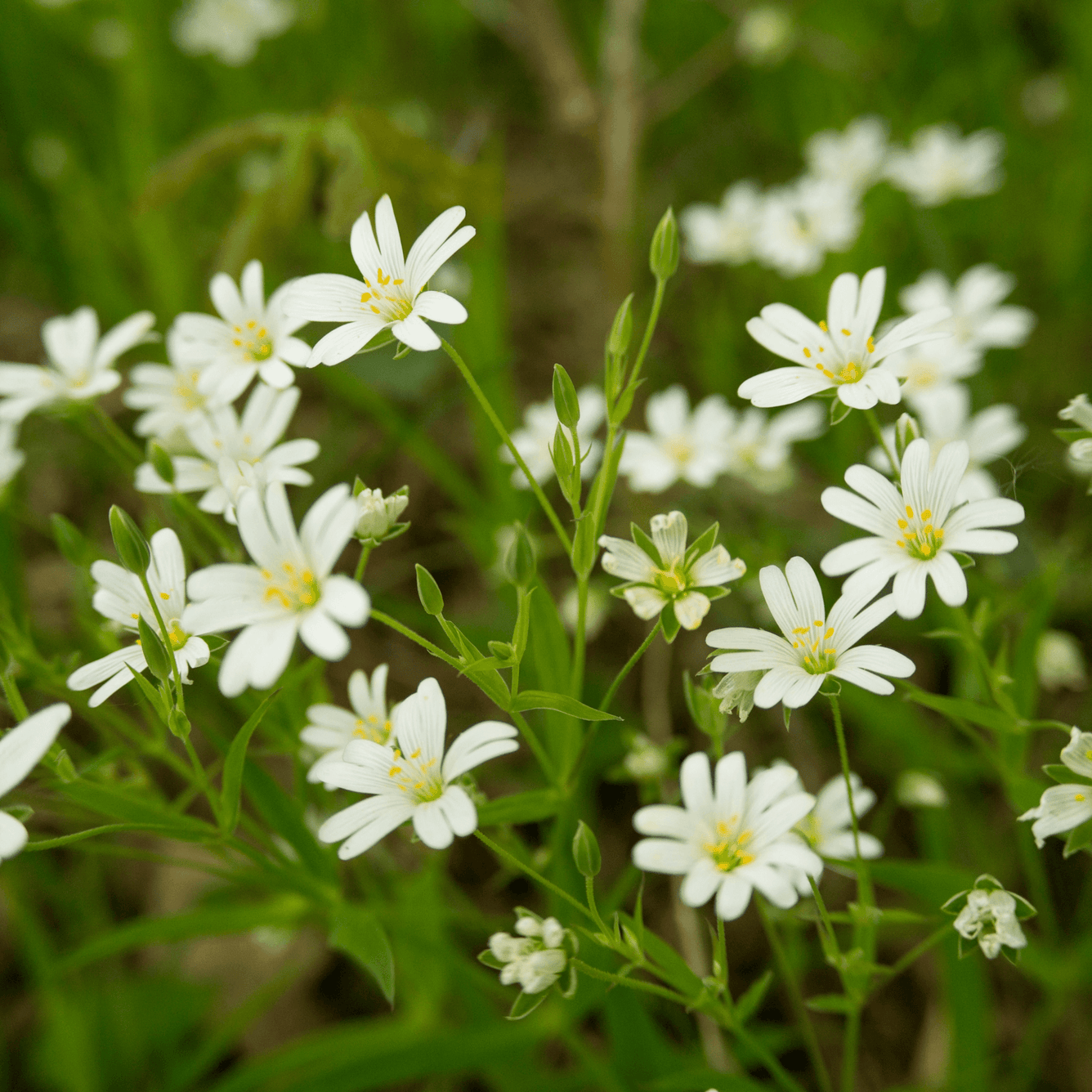 Stellaria (Common chickweed) Fixed Oil - DrClareApothecary