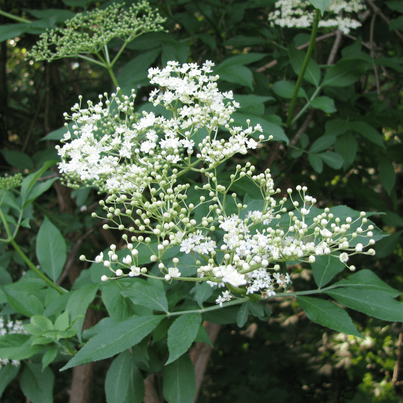 Elderflower - Sambucus nigra  100g - DrClareApothecary