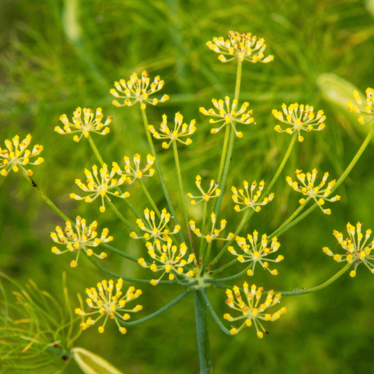 Fennel seeds- Foeniculum vulgare  100g - DrClareApothecary