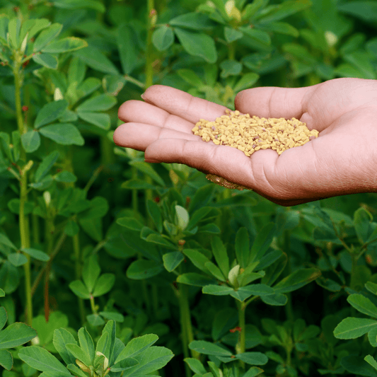 Fenugreek Seeds (Trigonella foenum-graecum) 500g - DrClareApothecary