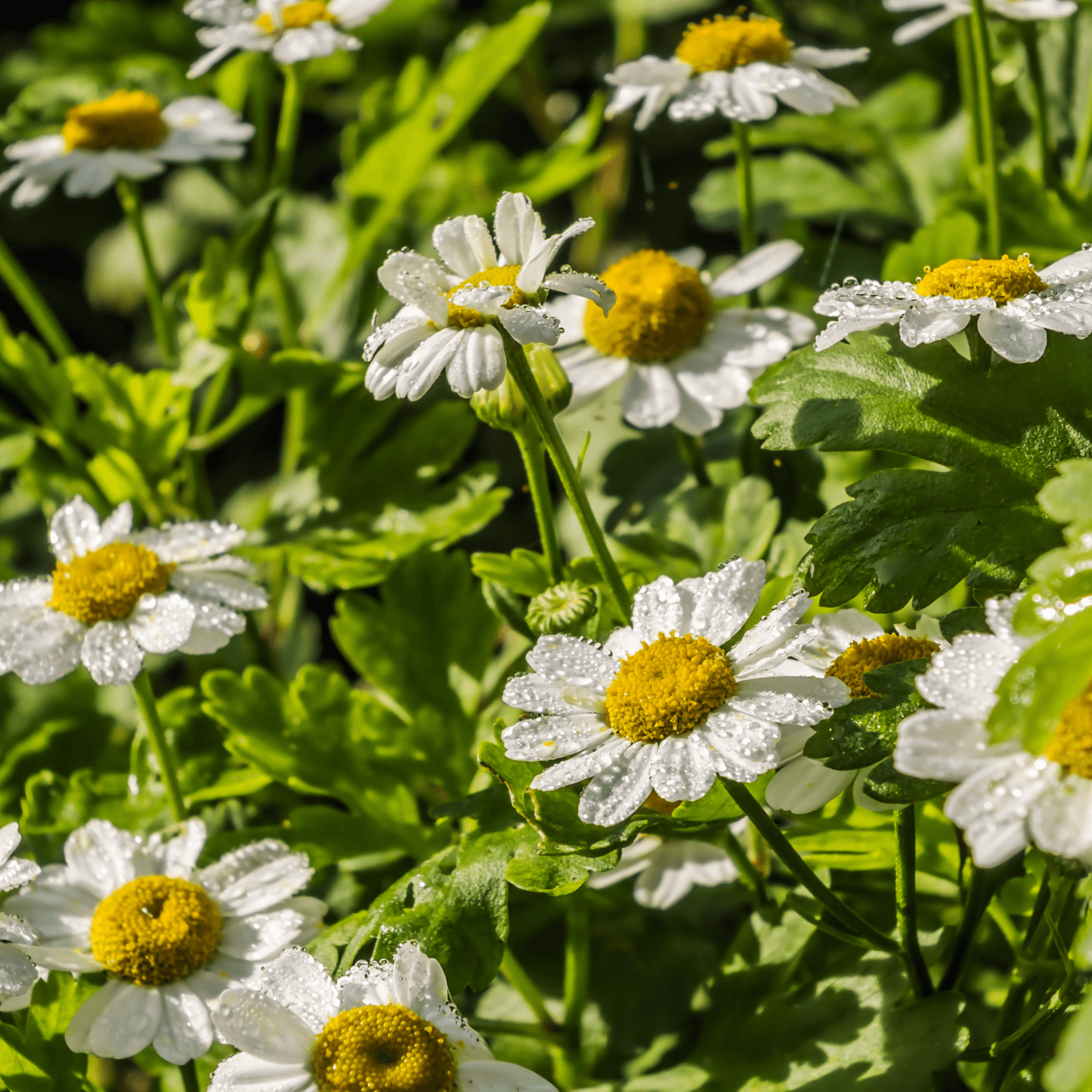 Tannacetum parthenium (Feverfew) Tincture - DrClareApothecary