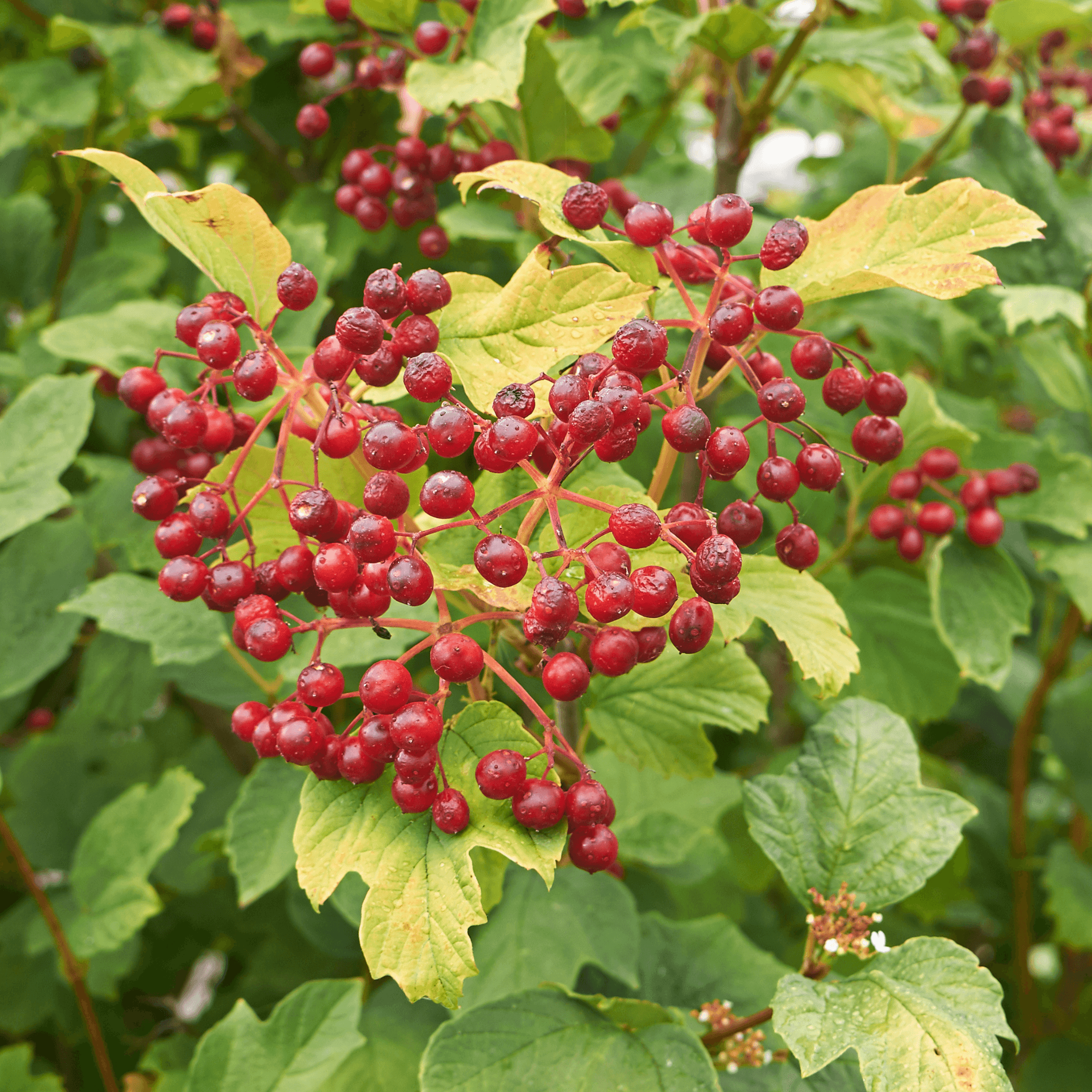 Cramp bark - Viburnum opulus. 100g - DrClareApothecary