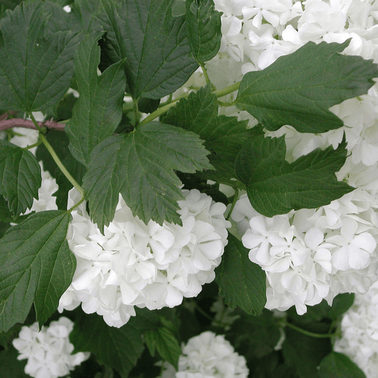 Viburnum opulus (Guelder rose) Tincture - DrClareApothecary