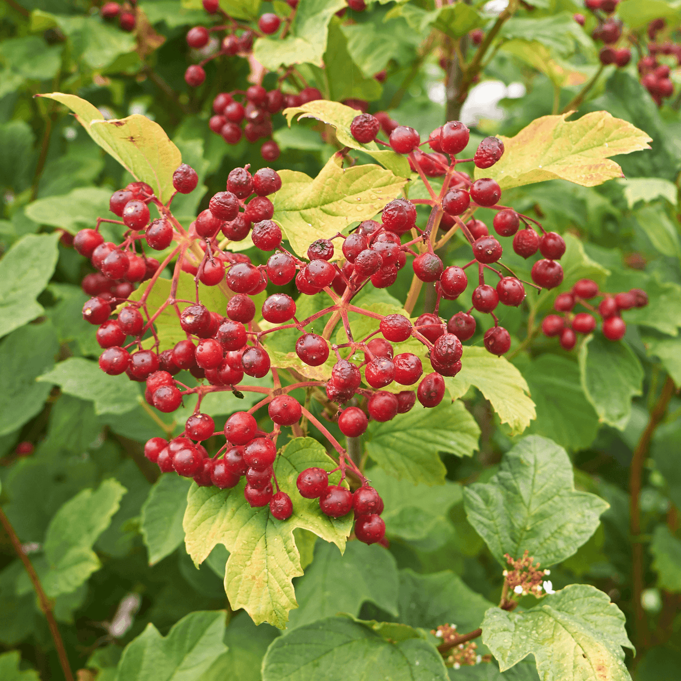 Cramp bark - Viburnum opulus. 100g - DrClareApothecary