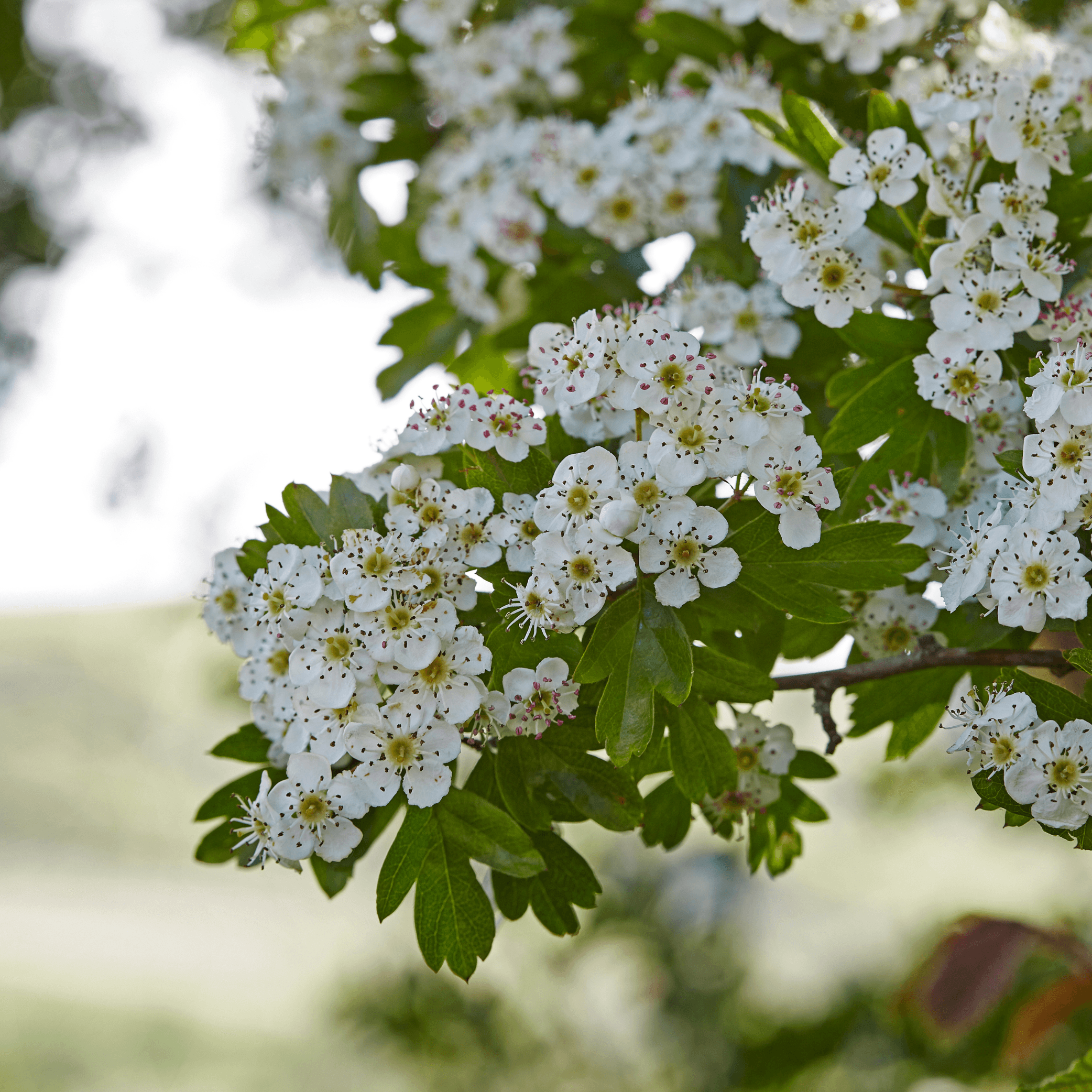 Hawthorn leaves cut - Crataegus oxyacantha  100g - DrClareApothecary