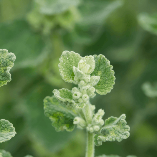 Horehound white - Marrubium vulgare  100g - DrClareApothecary