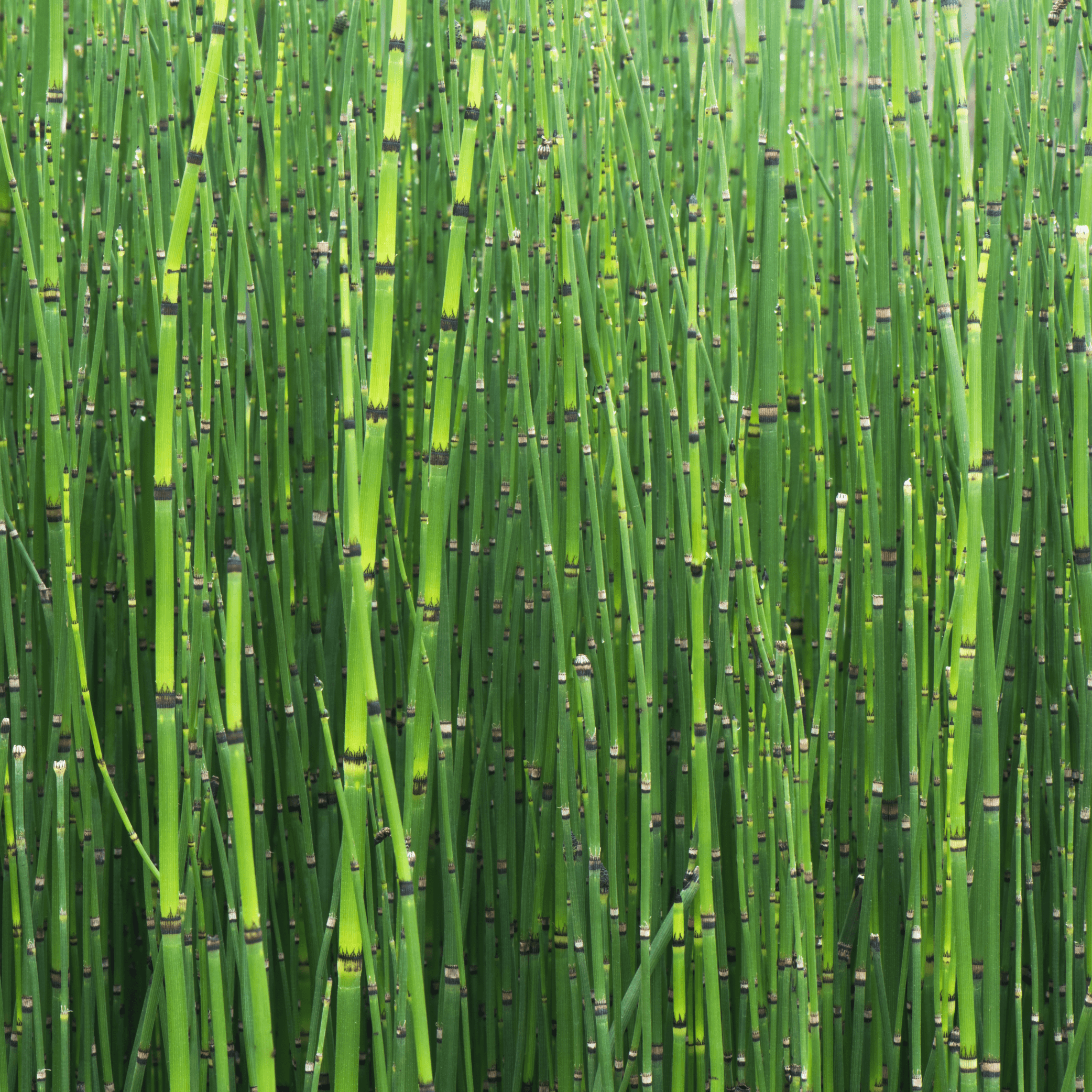 Horsetail - Equisetum arvensis  100g - DrClareApothecary