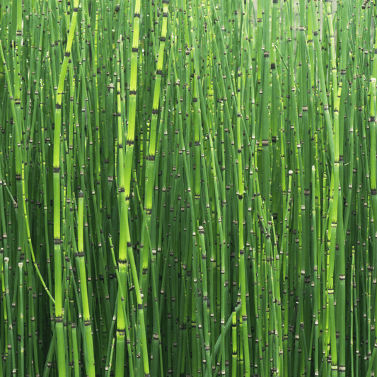 Horsetail - Equisetum arvensis  100g - DrClareApothecary