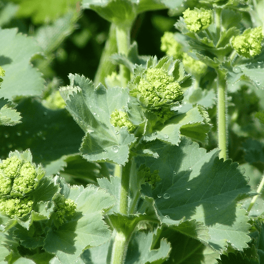 Lady's Mantle - Alchemilla vulgaris  100g - DrClareApothecary