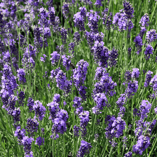 Lavendula angustifolia (Lavender) Tincture - DrClareApothecary
