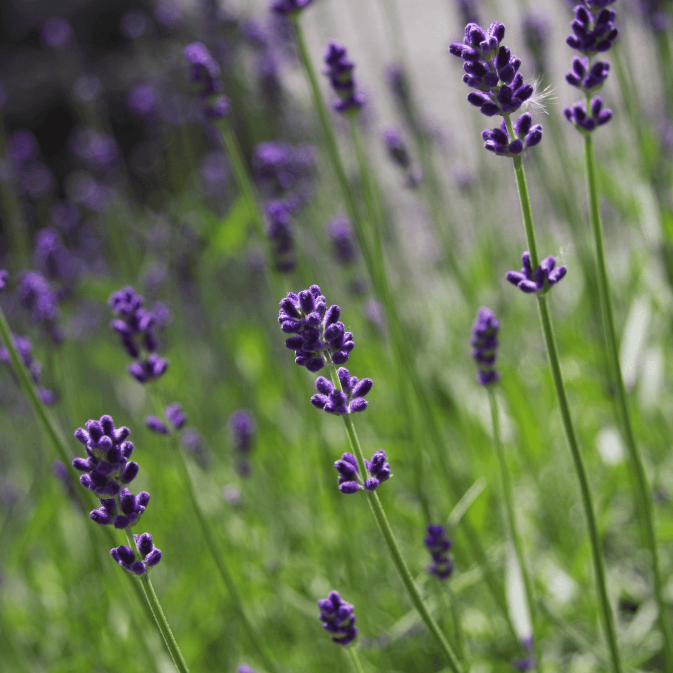Lavender - Lavandula angustifolia  100g - DrClareApothecary