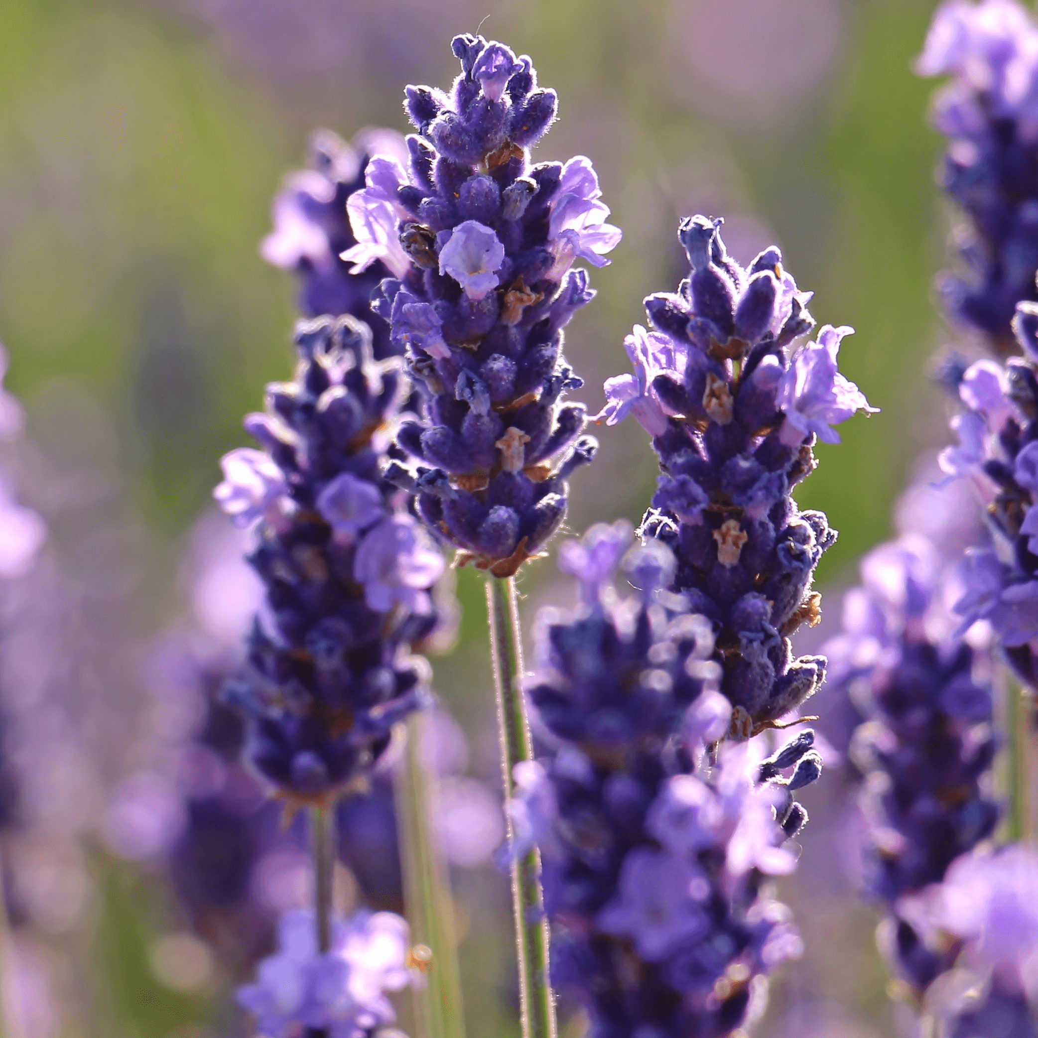Epsom Salts with Lavender - DrClareApothecary