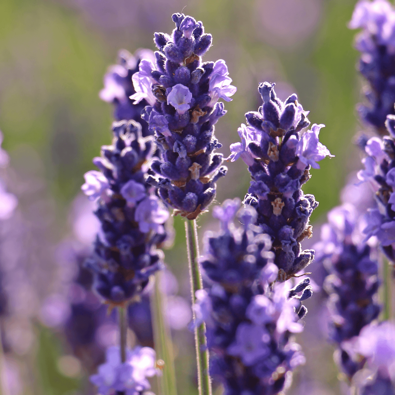 Epsom Salts with Lavender - DrClareApothecary