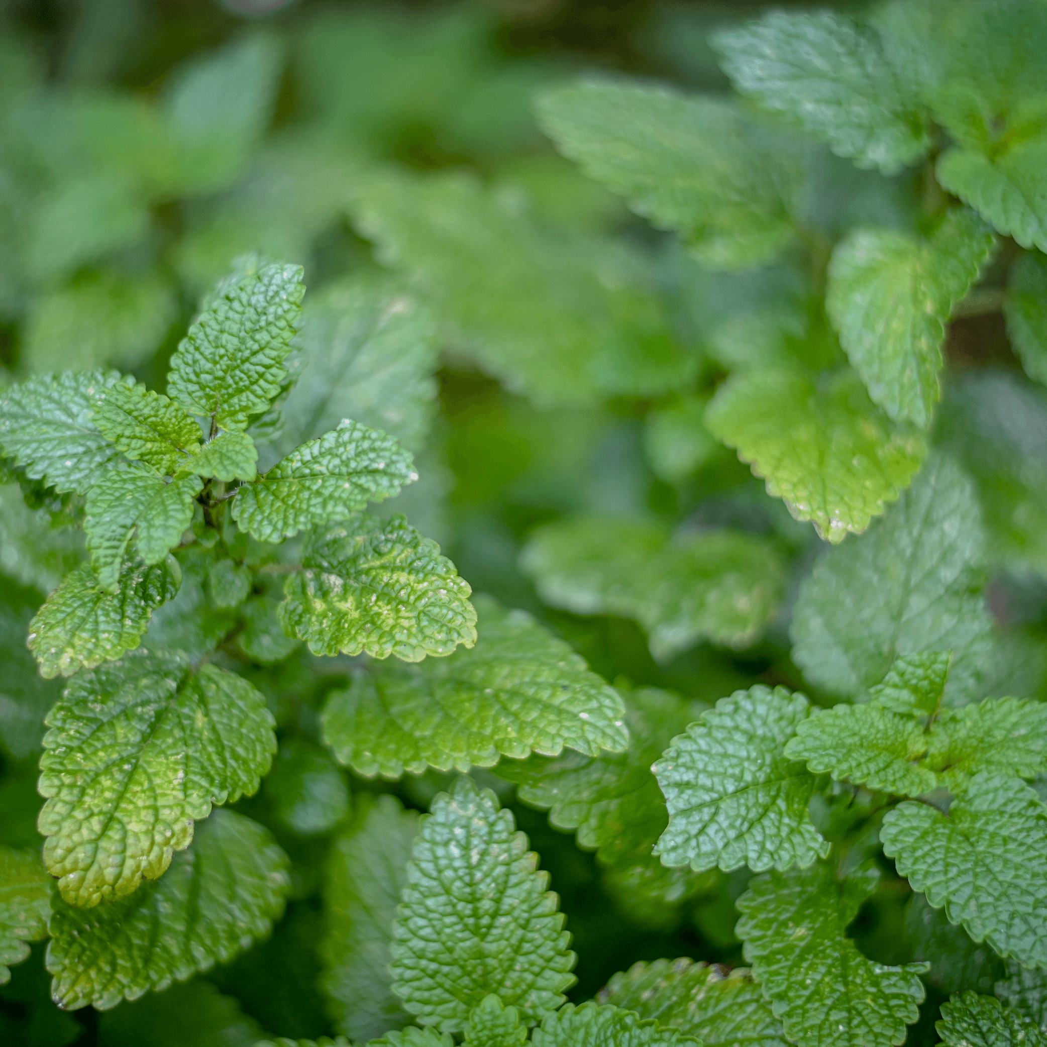 Lemon balm - Melissa off.  100g - DrClareApothecary