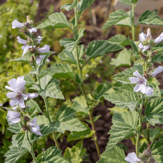 Althaea officinalis (Marsh Mallow)  Syrup - DrClareApothecary