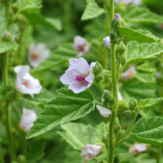 Marshmallow Leaf - Althaea off. Fol  100g - DrClareApothecary