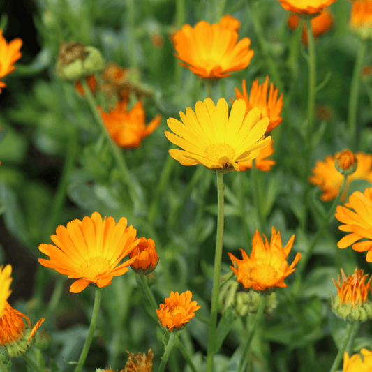Marigold - Calendula off.  100g - DrClareApothecary