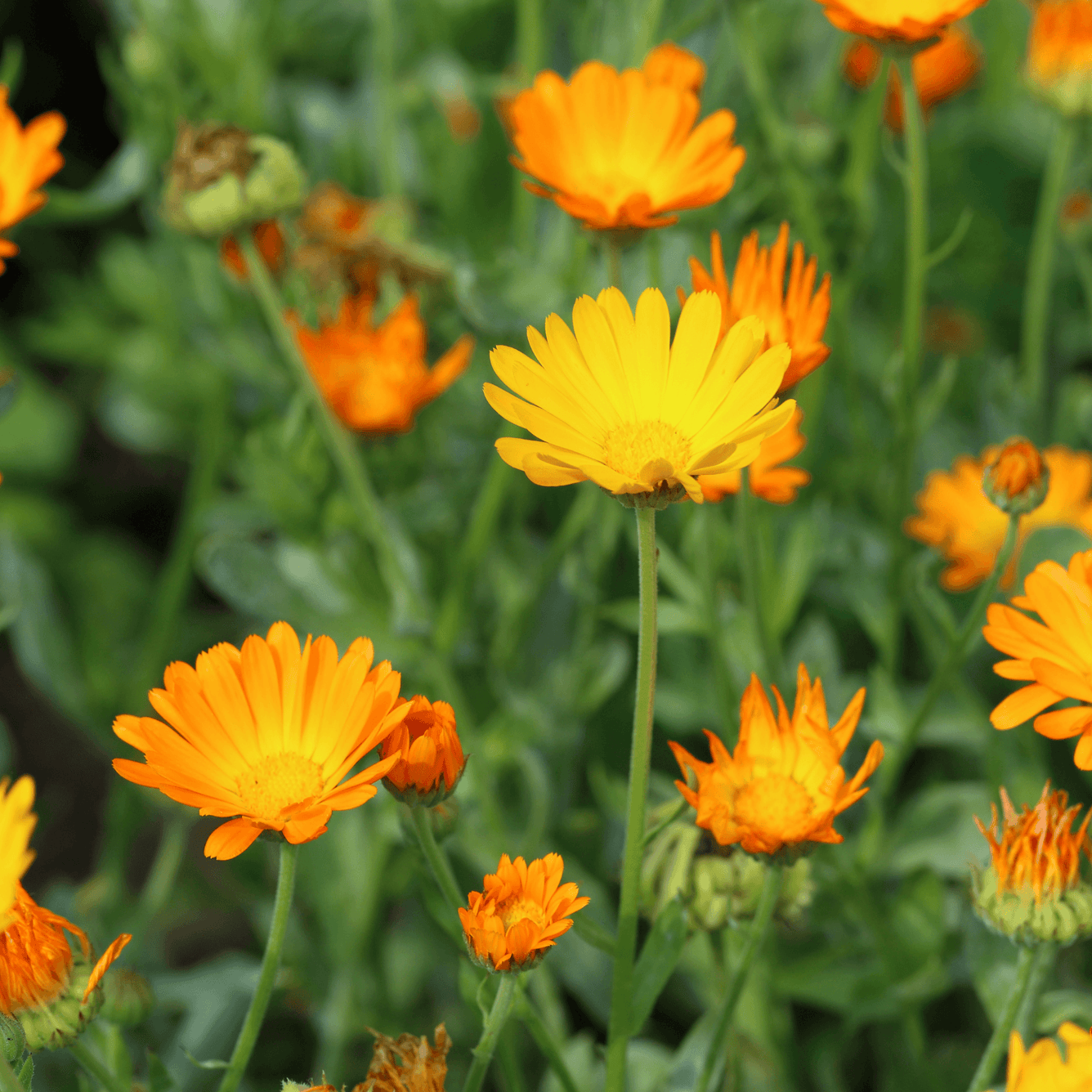 Marigold - Calendula off.  100g - DrClareApothecary