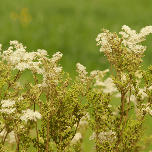 Meadowsweet - Filipendula ulmaria/spirea. 100g - DrClareApothecary