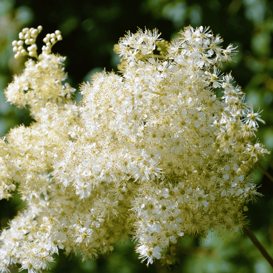 Filipendula ulmaria (Meadowsweet) Tincture - DrClareApothecary