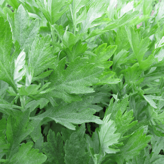 Mugwort Herb - Artemisia vulgaris  100g - DrClareApothecary