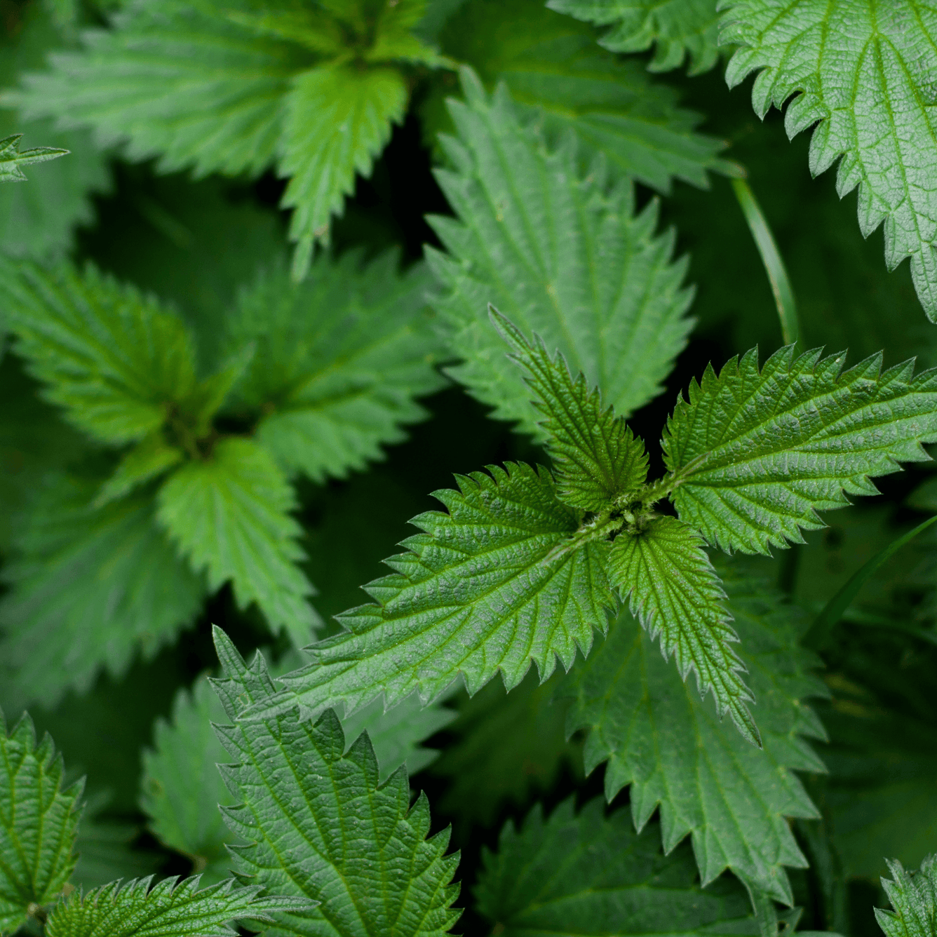 Nettle leaf - Urtica dioica fol 100g - DrClareApothecary