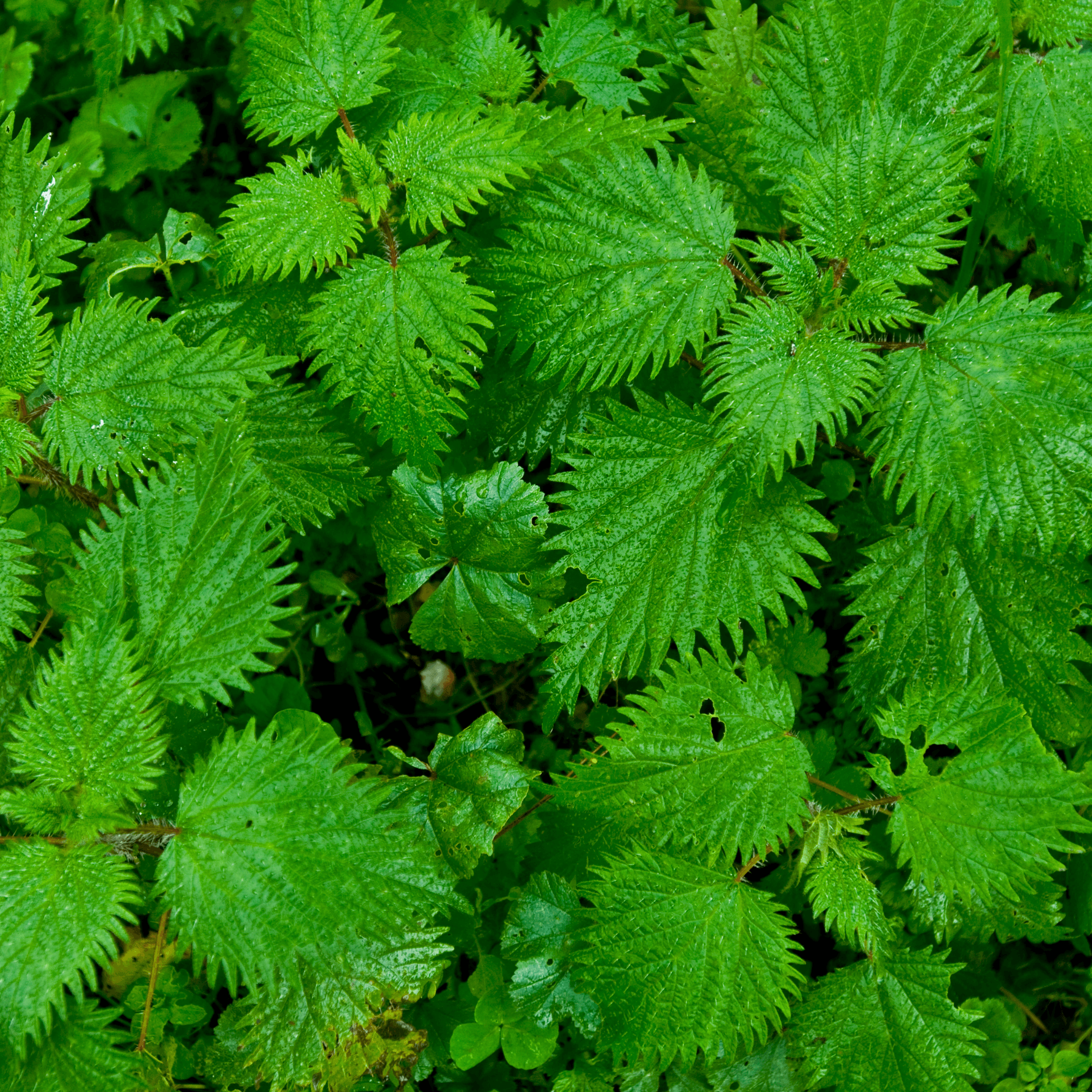 Urtica dioica (fol) (Nettle leaf) Tincture - DrClareApothecary