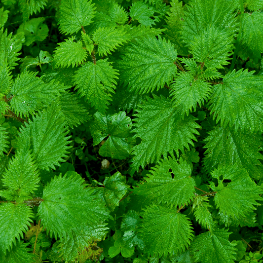 Urtica dioica (fol) (Nettle leaf) Tincture - DrClareApothecary