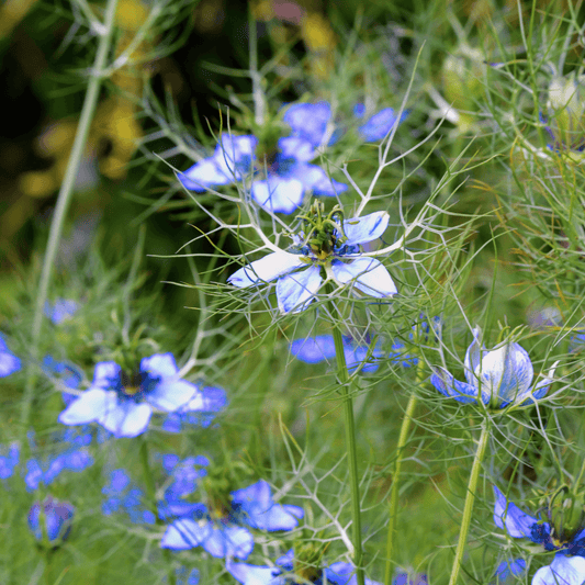 Nigella Seeds (Nigella sativa) – 100g, , Herbs, nigella-seeds-nigella-sativa100g, ["anti-inflammatory","antioxidants","Black seeds","Culinary use","Detox support","Digestive health","Herbal tea","Herbs","Immune support","Infusion","Natural remedies","nigella","Respiratory support","seeds","Traditional wellness"], DrClareApothecary